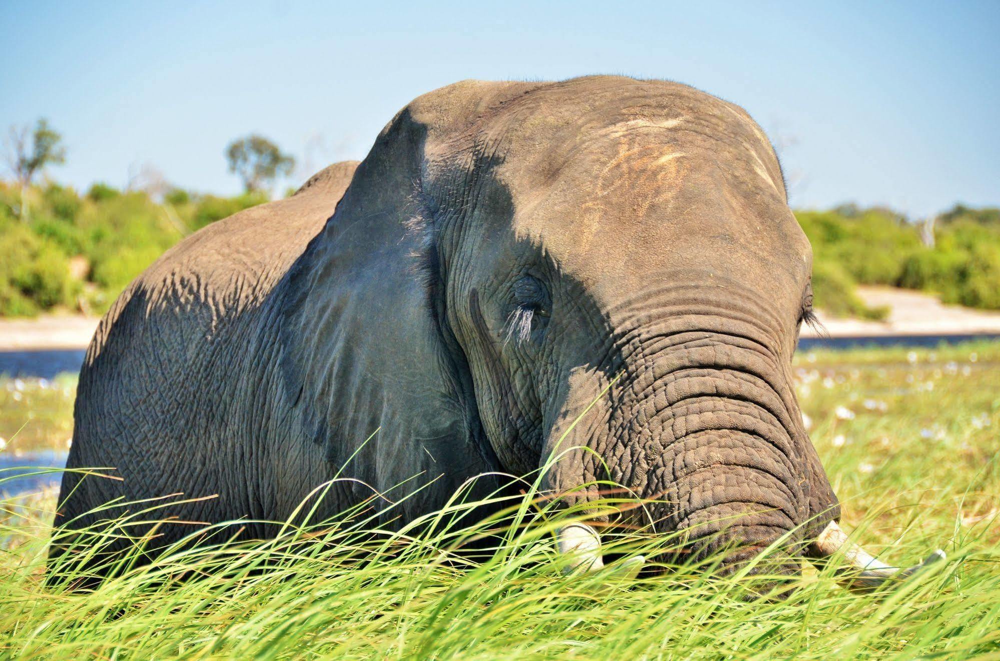Thebe River Safaris Kasane Eksteriør billede